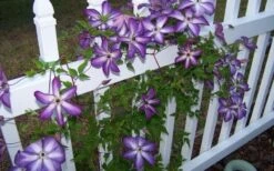 Venosa Violacea Clematis - 1 Gallon Pot -Stylish Garden Plant Store clematis venosa violacea 4