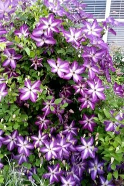 Venosa Violacea Clematis - 1 Gallon Pot -Stylish Garden Plant Store clematis venosa violacea 5