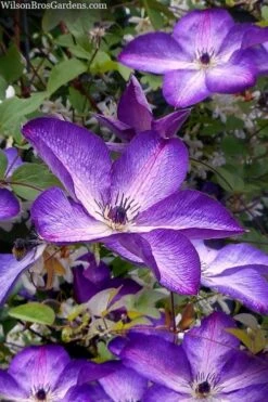 Venosa Violacea Clematis - 1 Gallon Pot -Stylish Garden Plant Store clematis venosa violacea 7