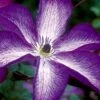 Venosa Violacea Clematis - 1 Gallon Pot -Stylish Garden Plant Store clematis venosa violacea 8