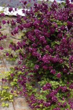 Purpurea Plena Elegans Clematis - 1 Gallon Pot -Stylish Garden Plant Store clematis viticella purpurea plena elegans 1