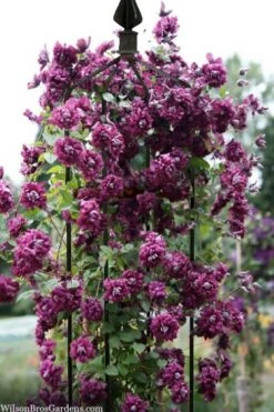 Purpurea Plena Elegans Clematis - 1 Gallon Pot -Stylish Garden Plant Store clematis viticella purpurea plena elegans 6