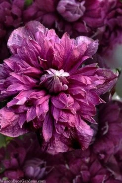 Purpurea Plena Elegans Clematis - 1 Gallon Pot -Stylish Garden Plant Store clematis viticella purpurea plena elegans 8