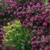 Purpurea Plena Elegans Clematis - 1 Gallon Pot -Stylish Garden Plant Store clematis viticella purpurea plena elegans 9