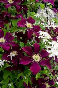 Warsaw Nike Clematis - 1 Gallon Pot -Stylish Garden Plant Store clematis warsaw nike 11