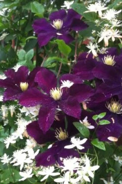 Warsaw Nike Clematis - 1 Gallon Pot -Stylish Garden Plant Store clematis warsaw nike 12