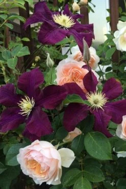 Warsaw Nike Clematis - 1 Gallon Pot -Stylish Garden Plant Store clematis warsaw nike 13