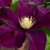 Warsaw Nike Clematis - 1 Gallon Pot -Stylish Garden Plant Store clematis warsaw nike 15