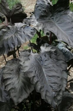 Royal Hawaiian Black Coral Elephant Ear (Colocasia) - 1 Gallon Pot -Stylish Garden Plant Store colocasia esculenta black coral elephant ear 4