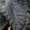 Royal Hawaiian Black Coral Elephant Ear (Colocasia) - 1 Gallon Pot 1 Royal Hawaiian Black Coral Elephant Ear (Colocasia) - 1 Gallon Pot -Stylish Garden Plant Store colocasia esculenta black coral elephant ear 5