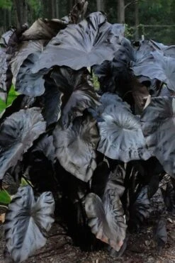 Royal Hawaiian Black Coral Elephant Ear (Colocasia) - 1 Gallon Pot -Stylish Garden Plant Store colocasia esculenta black coral elephant ear 6