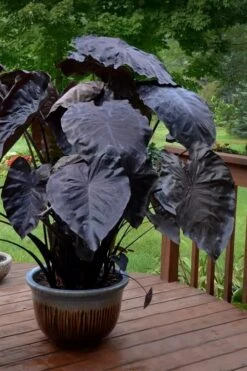 Royal Hawaiian Black Coral Elephant Ear (Colocasia) - 1 Gallon Pot -Stylish Garden Plant Store colocasia esculenta black coral elephant ear 7