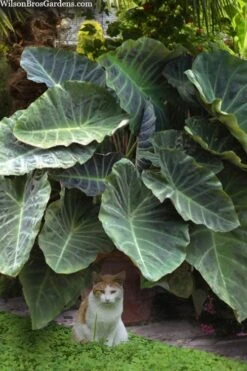 Maximus Gigante Hardy Elephant Ear (Colocasia) - 5 Gallon Pot