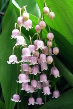 Pink Lily Of The Valley (Convallaria Majalis 'Rosea') - 1 Gallon Pot -Stylish Garden Plant Store convallaria majalis rosea pink lily of the valley 1