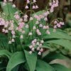 Pink Lily Of The Valley (Convallaria Majalis 'Rosea') - 1 Gallon Pot -Stylish Garden Plant Store convallaria majalis rosea pink lily of the valley 2