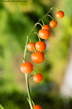 Pink Lily Of The Valley (Convallaria Majalis 'Rosea') - 1 Gallon Pot -Stylish Garden Plant Store convallaria majalis rosea pink lily of the valley 5