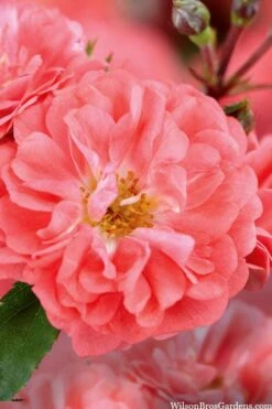 Coral Drift Groundcover Rose - 1 Gallon Pot -Stylish Garden Plant Store coral drift rose 101