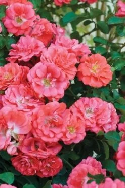 Coral Drift Groundcover Rose - 1 Gallon Pot -Stylish Garden Plant Store coral drift rose 102