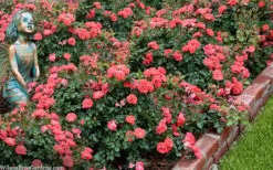 Coral Drift Groundcover Rose - 1 Gallon Pot -Stylish Garden Plant Store coral drift rose 104