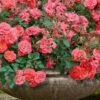 Coral Drift Groundcover Rose - 1 Gallon Pot -Stylish Garden Plant Store coral drift rose 105