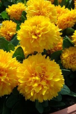 Solanna Golden Sphere Coreopsis - 5 Pack Of Quart Pots -Stylish Garden Plant Store coreopsis grandiflora solana golden sphere 1