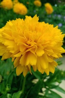 Solanna Golden Sphere Coreopsis - 5 Pack Of Quart Pots -Stylish Garden Plant Store coreopsis grandiflora solana golden sphere 3