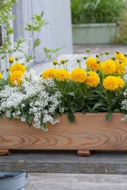 Solanna Golden Sphere Coreopsis - 5 Pack Of Quart Pots -Stylish Garden Plant Store coreopsis grandiflora solana golden sphere 5