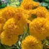 Solanna Golden Sphere Coreopsis - 5 Pack Of Quart Pots 1 Solanna Golden Sphere Coreopsis - 5 Pack Of Quart Pots -Stylish Garden Plant Store coreopsis grandiflora solana golden sphere 6