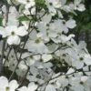 Jean's Appalachian Snow White Dogwood Tree - 7 Gallon Pot (4-5') -Stylish Garden Plant Store cornus florida jeans appalachian snow white dogwood 3