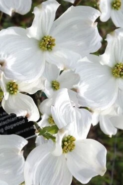 Jean's Appalachian Snow White Dogwood Tree - 7 Gallon Pot (4-5') -Stylish Garden Plant Store cornus florida jeans appalachian snow white dogwood 5