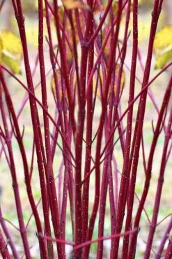 Red Osier Red Twig Dogwood (Cornus Sericea) - 2 Gallon Pot -Stylish Garden Plant Store cornus sericera red osier dogwood 1