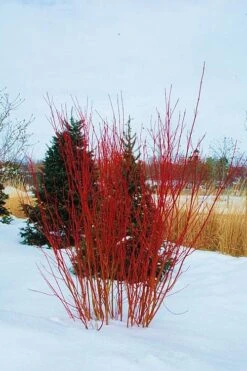 Red Osier Red Twig Dogwood (Cornus Sericea) - 2 Gallon Pot -Stylish Garden Plant Store cornus sericera red osier dogwood 4