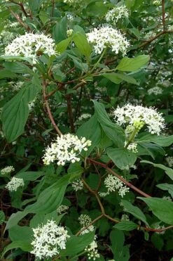 Red Osier Red Twig Dogwood (Cornus Sericea) - 2 Gallon Pot -Stylish Garden Plant Store cornus sericera red osier dogwood 5