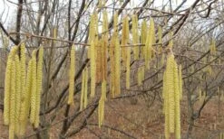 American Hazelnut (Filbert) - 1 Gallon Pot 15 American Hazelnut (Filbert) - 1 Gallon Pot -Stylish Garden Plant Store corylus american american hazelnut fall leaves 10