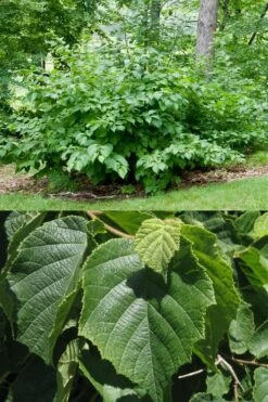 American Hazelnut (Filbert) - 1 Gallon Pot 14 American Hazelnut (Filbert) - 1 Gallon Pot -Stylish Garden Plant Store corylus american american hazelnut fall leaves 13