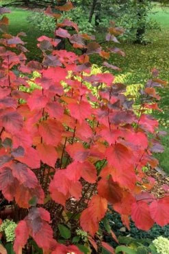 American Hazelnut (Filbert) - 1 Gallon Pot
