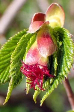 American Hazelnut (Filbert) - 3 Gallon Pot 16 American Hazelnut (Filbert) - 3 Gallon Pot -Stylish Garden Plant Store corylus american american hazelnut fall leaves 8 2