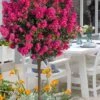 Berry Dazzle Dwarf Crape Myrtle (Single-Trunk Topiary) - 7 Gallon Pot -Stylish Garden Plant Store crape myrtle berry dazzle tree form topiary standard 1