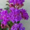 Catawba Purple Crape Myrtle - 3 Gallon Pot -Stylish Garden Plant Store crape myrtle catawba 7