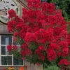 Miss Frances Red Crape Myrtle - 7 Gallon Pot (4-5') -Stylish Garden Plant Store crape myrtle miss frances red 2