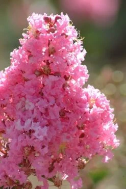 Sioux Pink Crape Myrtle Tree (Single Trunk) - 5 Gallon Pot -Stylish Garden Plant Store crape myrtle sioux pink 52