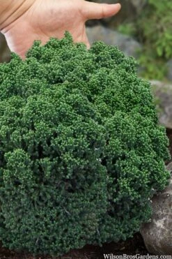 Dragon Warrior Cryptomeria - 3 Gallon Pot -Stylish Garden Plant Store cryptomeria dragon warrior japanese cedar 4
