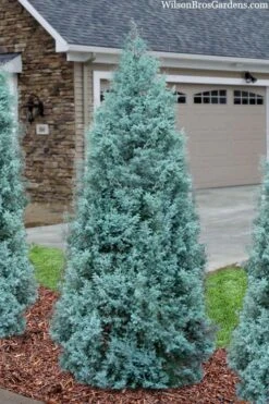 Blue Ice Arizona Cypress - 7 Gallon Pot (5-6') -Stylish Garden Plant Store cupressus arizonica blue ice cypress 101