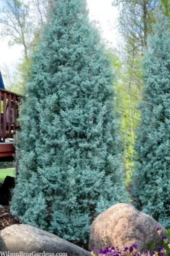 Blue Ice Arizona Cypress - 7 Gallon Pot (5-6') -Stylish Garden Plant Store cupressus arizonica blue ice cypress 103