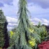 Raywood Weeping Arizona Cypress - 6 Gallon Pot -Stylish Garden Plant Store cupressus arizonica raymonds weeping arizona cypress 1