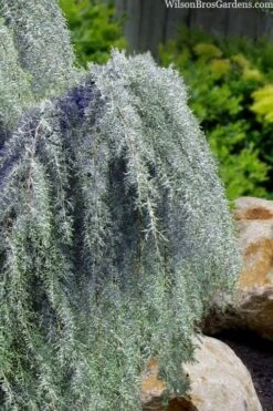 Raywood Weeping Arizona Cypress - 6 Gallon Pot -Stylish Garden Plant Store cupressus arizonica raymonds weeping arizona cypress 3