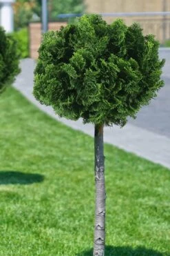 Dwarf Hinoki Cypress Tree (Single Trunk Topiary) - 7 Gallon Pot 10 Dwarf Hinoki Cypress Tree (Single Trunk Topiary) - 7 Gallon Pot -Stylish Garden Plant Store cypress dwarf hinoki stand topiary tree form 1