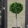Dwarf Hinoki Cypress Tree (Single Trunk Topiary) - 7 Gallon Pot -Stylish Garden Plant Store cypress dwarf hinoki stand topiary tree form 5