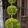 Goldcrest Monterey Lemon Cypress 3-Ball Poodle Tier Topiary - 7 Gallon Pot 2 Goldcrest Monterey Lemon Cypress 3-Ball Poodle Tier Topiary - 7 Gallon Pot -Stylish Garden Plant Store cypress goldcrest monterey poodle tier 1