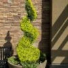 Goldcrest Monterey Lemon Cypress Spiral Topiary - 2 Gallon Pot -Stylish Garden Plant Store cypress goldcrest monterey spiral topiary 11